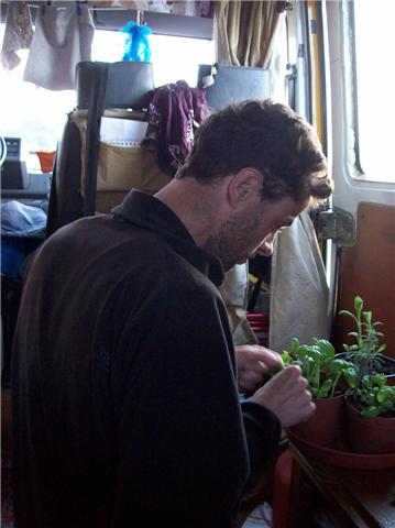 Basilicum wordt geppluimd