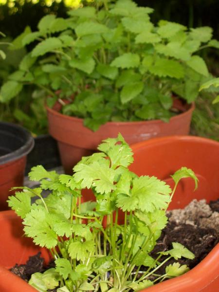 koriander en citroenmelisse