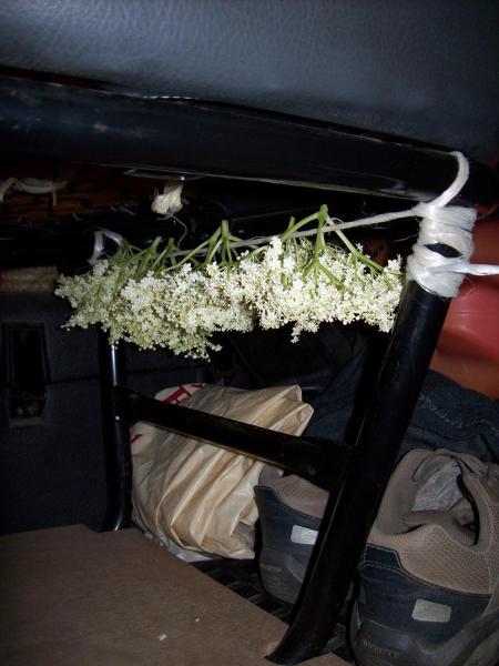 Vlierbloesems worden gedroogd voor thee