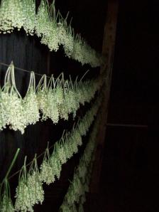 vlierbloesems drogen op zolder