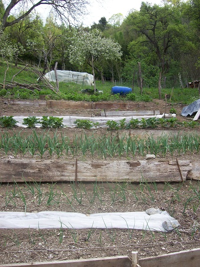 het 1e jonge geweld in de moestuin: aardbeien, look, ui, ...