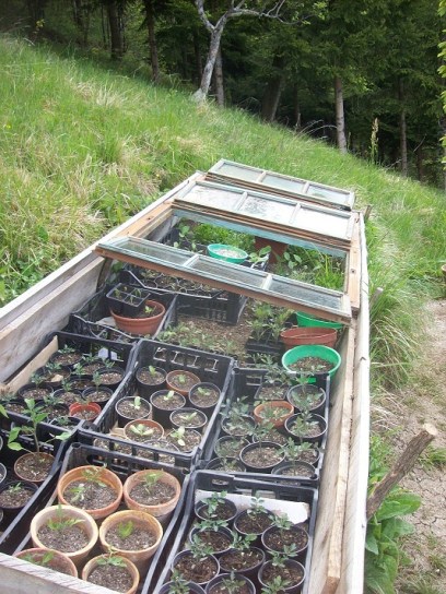 eigen opgekweekte plantjes in de zaaikas