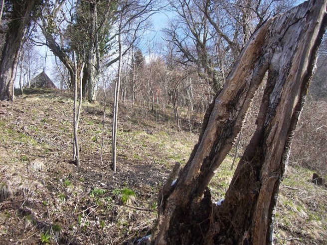 oude notenboom blijft liggen voor onze gevleugelde tuinbewoners,  linksachter zijn opvolger(tje)