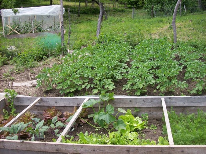 aardappel, wortel, koolrabi, selder, sla, erwtjes, ...