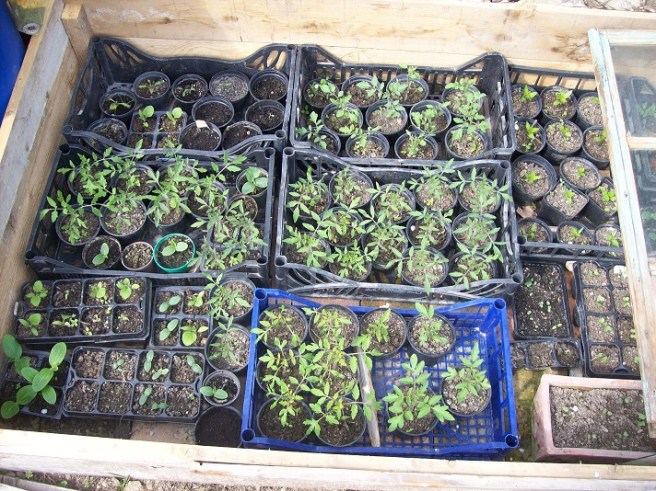 deze nog kleine opdonders beloven tomaten in 8 variëteiten!