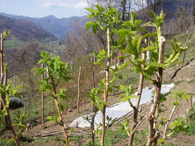 vroege frambozen dit jaar!