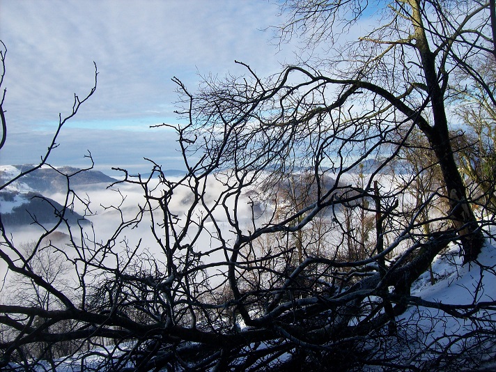 notenboom vakkundig gehalveerd ... 