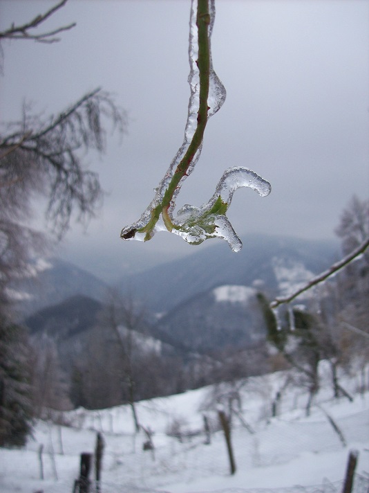 ijsblokjes, niks ontsnapt eraan