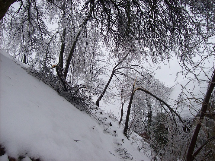 bomen ingepakt in ijs kraken door onder het gewicht