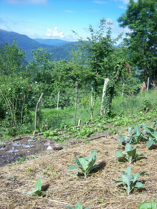 kool: spitskool, savooikool, koolrabi, ...