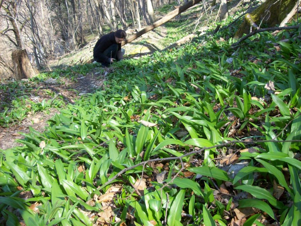 daslook plukken & inmaken