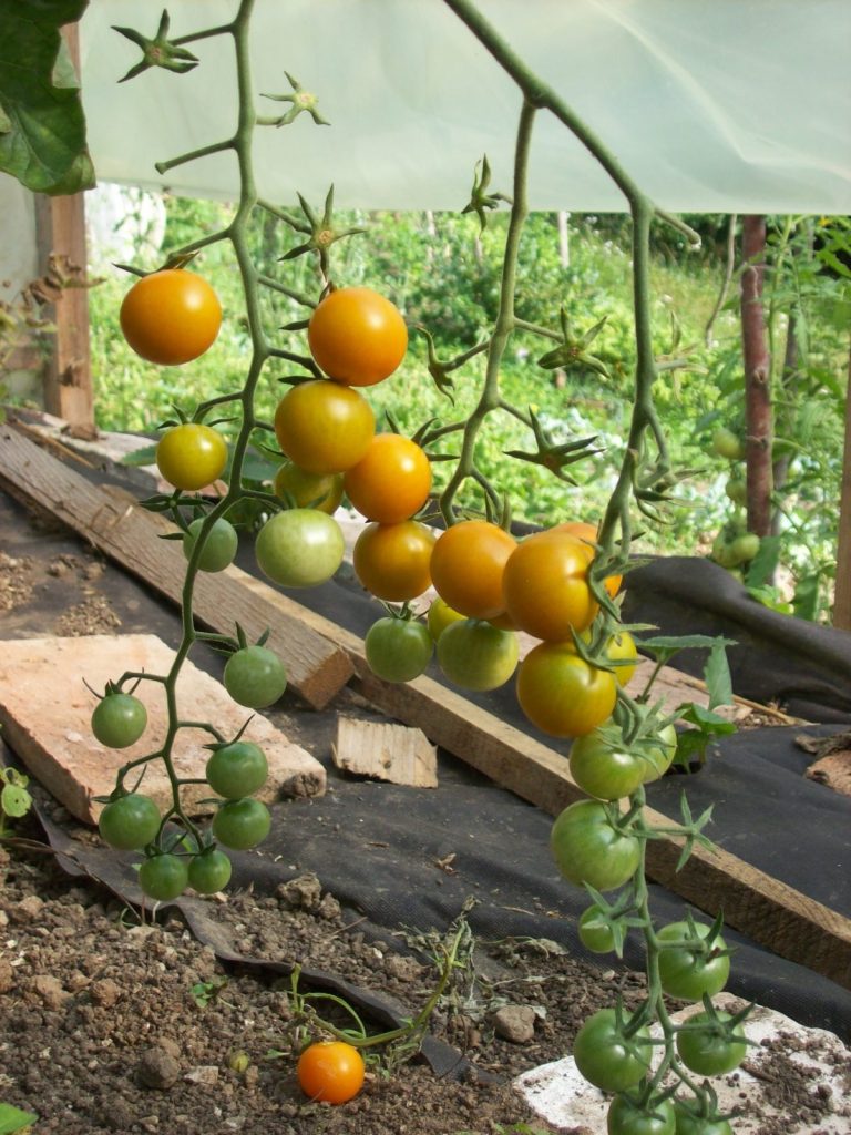 8 soorten tomaten in de moestuin! Onder andere deze kerstomaatjes.