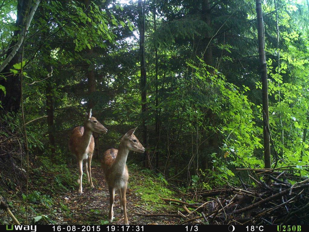 Moeder ree met kleintje