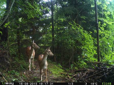 Moeder ree met kleintje