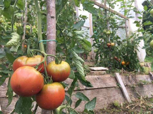 21369505_10212777218517583_503520532183053875_n