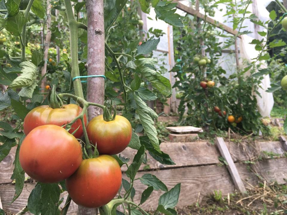 21369505_10212777218517583_503520532183053875_n