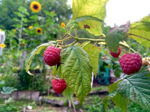 21462892_10212777216157524_5820248441208713888_n