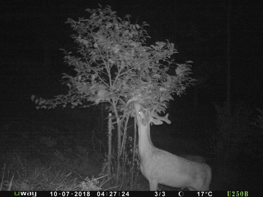 P010-256-256-256-77f001